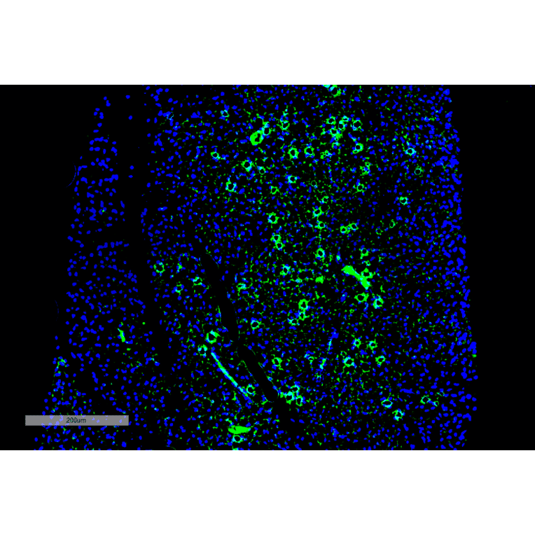Immunohistochemistry - Anti-Parvalbumin Antibody [C12] (A305173) - Antibodies.com