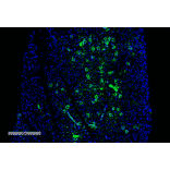 Immunohistochemistry - Anti-Parvalbumin Antibody [C12] (A305173) - Antibodies.com