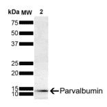 Western Blot - Anti-Parvalbumin Antibody [C12] (A305173) - Antibodies.com