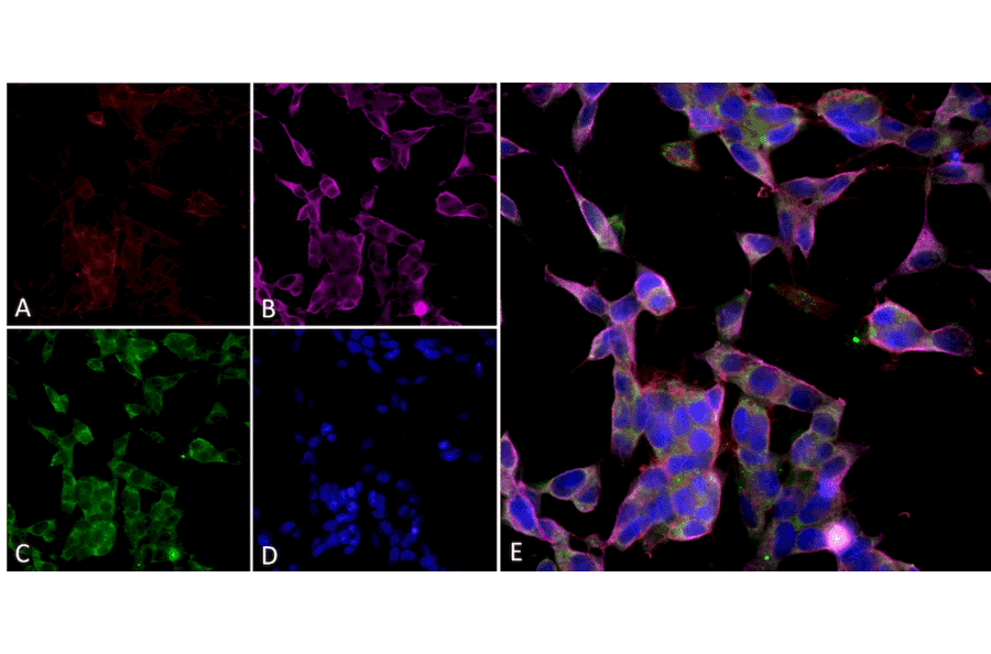 Immunocytochemistry/Immunofluorescence - Anti-Parvalbumin Antibody [C12] (A305173) - Antibodies.com