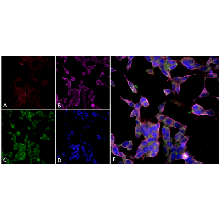 Immunocytochemistry/Immunofluorescence - Anti-Parvalbumin Antibody [C12] (A305173) - Antibodies.com
