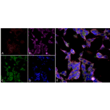 Immunocytochemistry/Immunofluorescence - Anti-Parvalbumin Antibody [C12] (A305173) - Antibodies.com