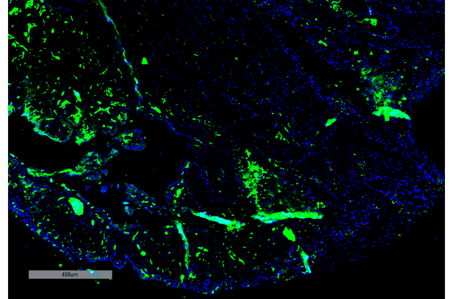 Immunohistochemistry - Anti-Parvalbumin Antibody [C12] (A305173) - Antibodies.com