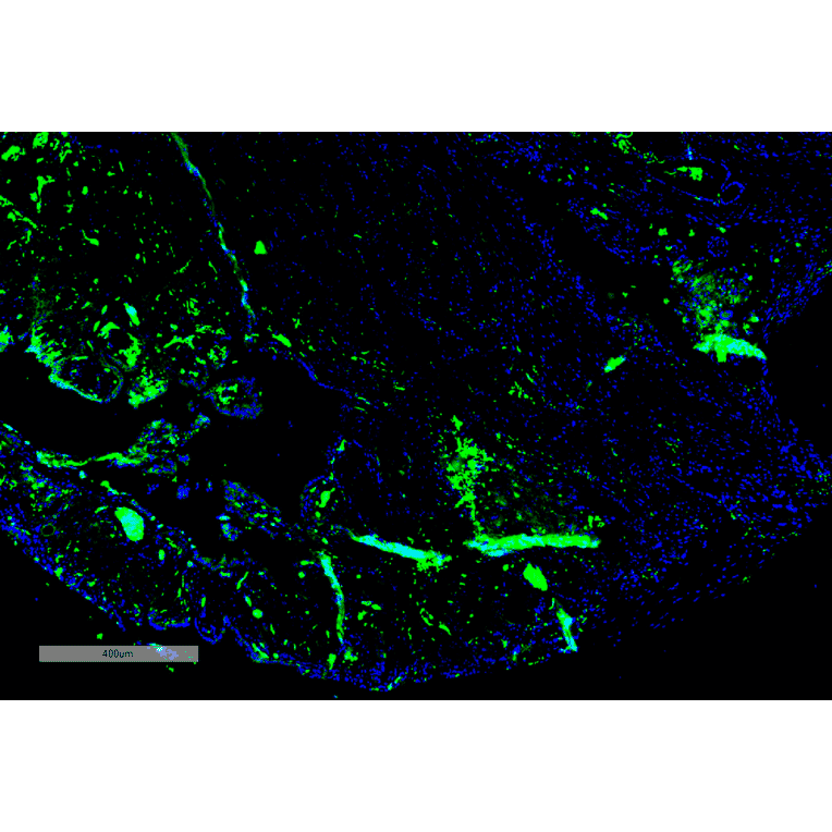 Immunohistochemistry - Anti-Parvalbumin Antibody [C12] (A305173) - Antibodies.com