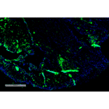 Immunohistochemistry - Anti-Parvalbumin Antibody [C12] (A305173) - Antibodies.com