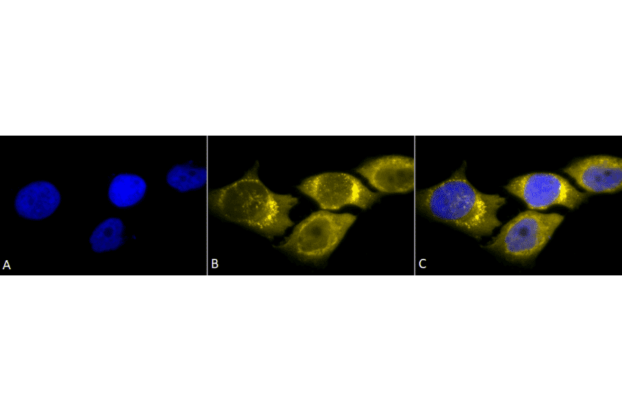 Immunocytochemistry/Immunofluorescence - Anti-SOD2 / MnSOD Antibody (A305174) - Antibodies.com