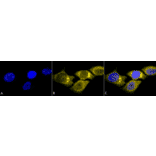 Immunocytochemistry/Immunofluorescence - Anti-SOD2 / MnSOD Antibody (A305174) - Antibodies.com