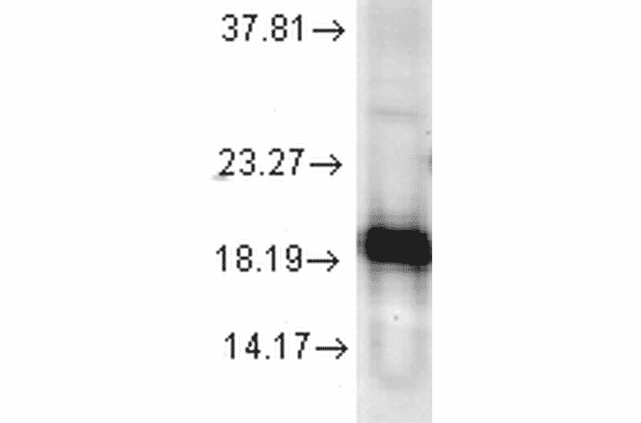 Western Blot - Anti-Superoxide Dismutase 1 Antibody (A305176) - Antibodies.com