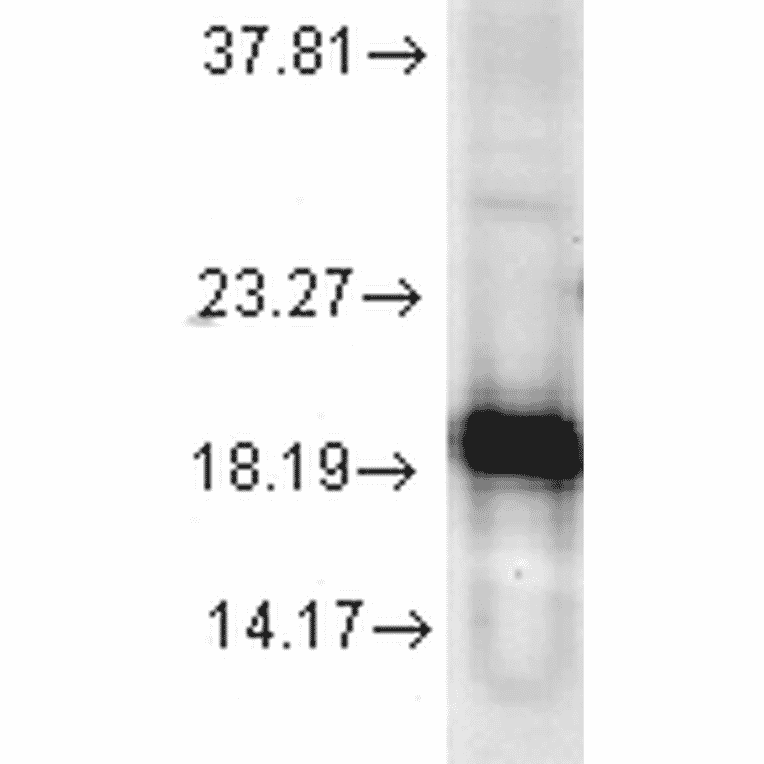 Western Blot - Anti-Superoxide Dismutase 1 Antibody (A305176) - Antibodies.com