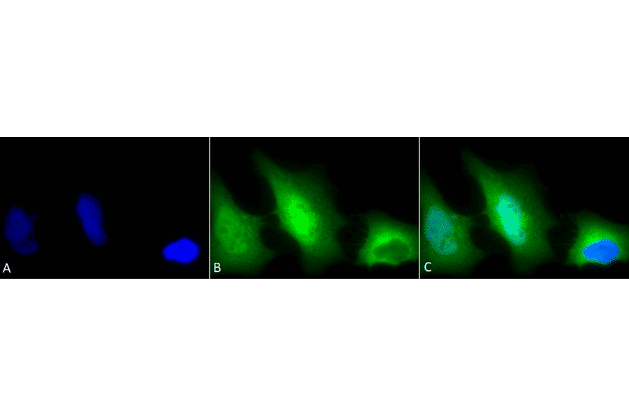 Immunocytochemistry/Immunofluorescence - Anti-Superoxide Dismutase 1 Antibody (A305176) - Antibodies.com