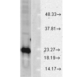 Western Blot - Anti-Superoxide Dismutase 1 Antibody (A305177) - Antibodies.com
