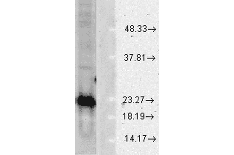Western Blot - Anti-Superoxide Dismutase 1 Antibody (A305177) - Antibodies.com