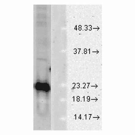Western Blot - Anti-Superoxide Dismutase 1 Antibody (A305177) - Antibodies.com