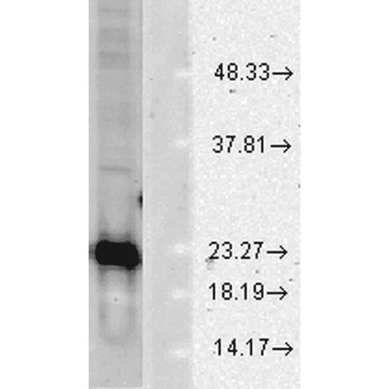 Western Blot - Anti-Superoxide Dismutase 1 Antibody (A305177) - Antibodies.com