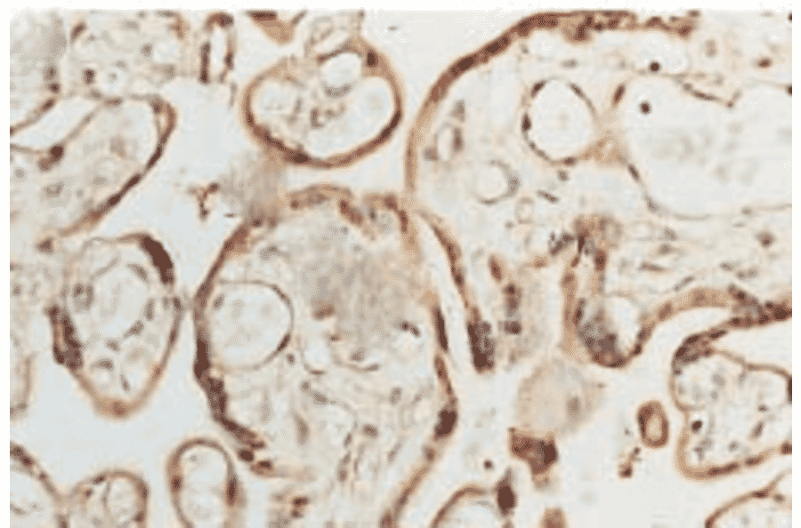 Immunohistochemistry - Anti-Superoxide Dismutase 1 Antibody (A305177) - Antibodies.com