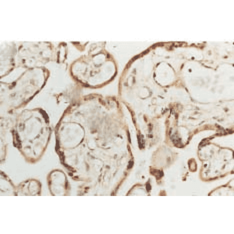 Immunohistochemistry - Anti-Superoxide Dismutase 1 Antibody (A305177) - Antibodies.com