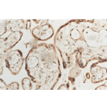 Immunohistochemistry - Anti-Superoxide Dismutase 1 Antibody (A305177) - Antibodies.com