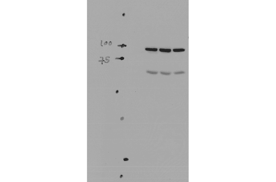 Western Blot - Anti-SCNN1A Antibody (A305178) - Antibodies.com