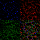 Immunohistochemistry - Anti-SCNN1A Antibody (A305178) - Antibodies.com