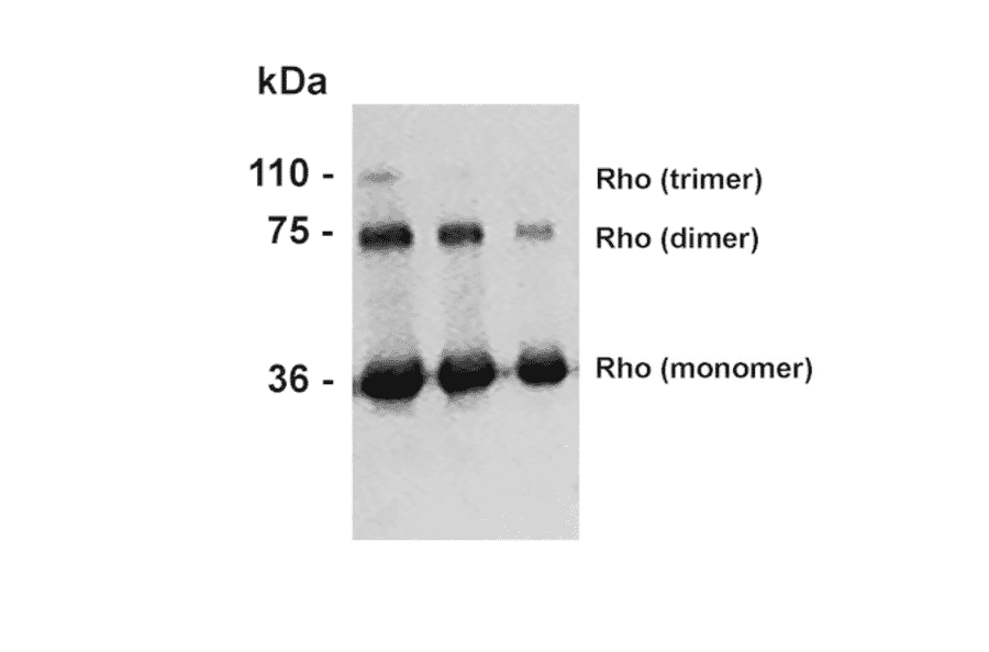 Western Blot - Anti-Rhodopsin Antibody [4D2] (A305179) - Antibodies.com