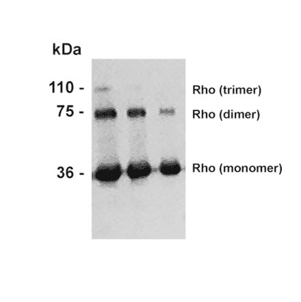 Western Blot - Anti-Rhodopsin Antibody [4D2] (A305179) - Antibodies.com