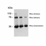 Western Blot - Anti-Rhodopsin Antibody [4D2] (A305179) - Antibodies.com