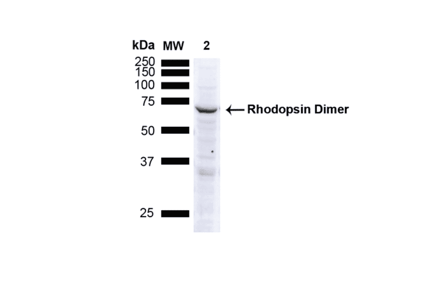 Western Blot - Anti-Rhodopsin Antibody [4D2] (A305179) - Antibodies.com