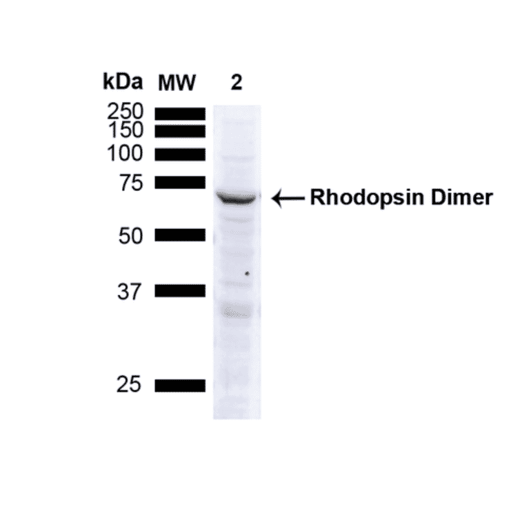 Western Blot - Anti-Rhodopsin Antibody [4D2] (A305179) - Antibodies.com