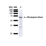 Western Blot - Anti-Rhodopsin Antibody [4D2] (A305179) - Antibodies.com