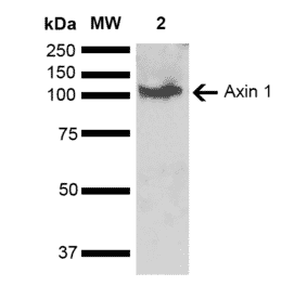 Western Blot - Anti-Axin 1 Antibody (A305182) - Antibodies.com
