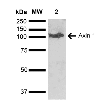 Western Blot - Anti-Axin 1 Antibody (A305182) - Antibodies.com