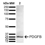 Western Blot - Anti-PDGF B Antibody (A305184) - Antibodies.com