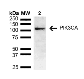 Western Blot - Anti-PIK3CA Antibody (A305185) - Antibodies.com