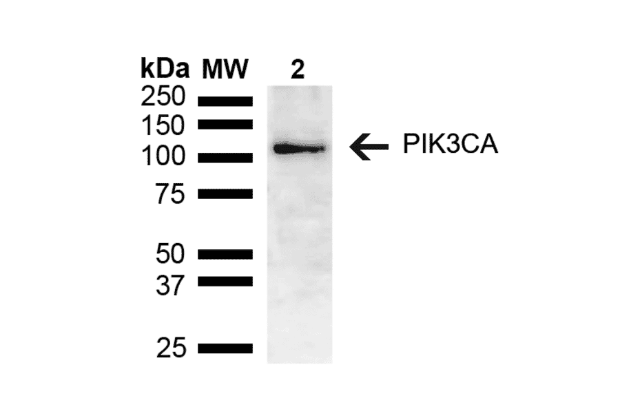 Western Blot - Anti-PIK3CA Antibody (A305185) - Antibodies.com