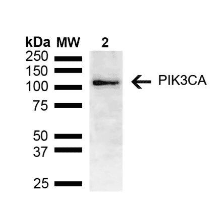 Western Blot - Anti-PIK3CA Antibody (A305185) - Antibodies.com