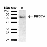 Western Blot - Anti-PIK3CA Antibody (A305185) - Antibodies.com