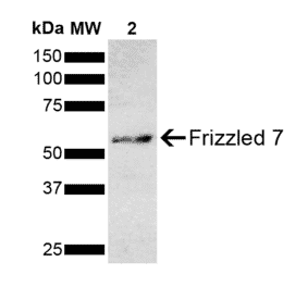 Western Blot - Anti-Frizzled 7 Antibody (A305186) - Antibodies.com