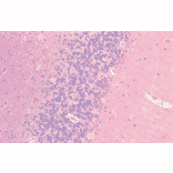 Immunohistochemistry - Anti-Frizzled 7 Antibody (A305186) - Antibodies.com