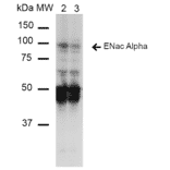 Western Blot - Anti-SCNN1A Antibody [14E10] (A305187) - Antibodies.com
