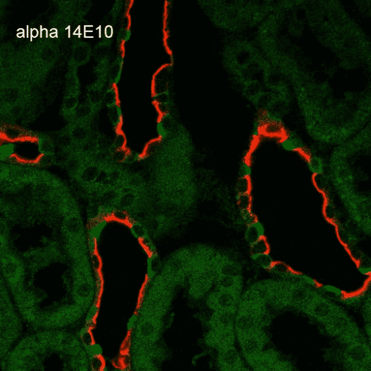 Immunohistochemistry - Anti-SCNN1A Antibody [14E10] (A305187) - Antibodies.com