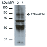 Western Blot - Anti-SCNN1A Antibody [2G4] (A305188) - Antibodies.com