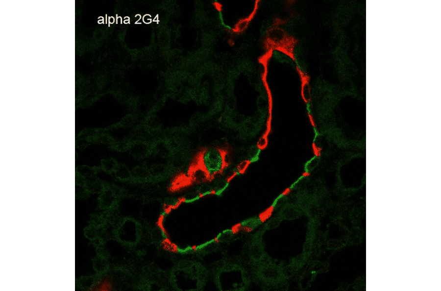 Immunohistochemistry - Anti-SCNN1A Antibody [2G4] (A305188) - Antibodies.com