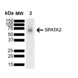 Western Blot - Anti-SPATA2 Antibody [Z1 P1F10-F12] (A305190) - Antibodies.com