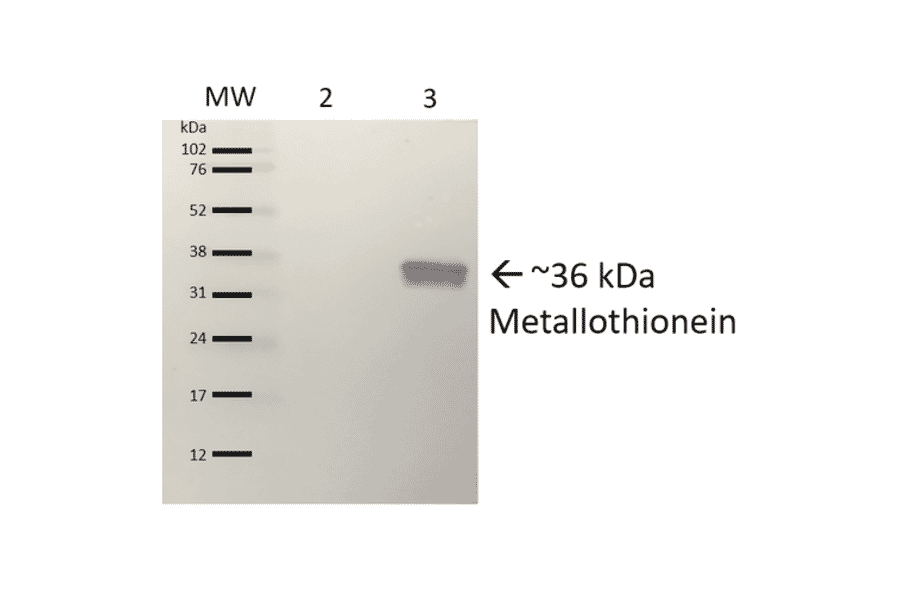 Western Blot - Anti-Metallothionein Antibody (A305192) - Antibodies.com