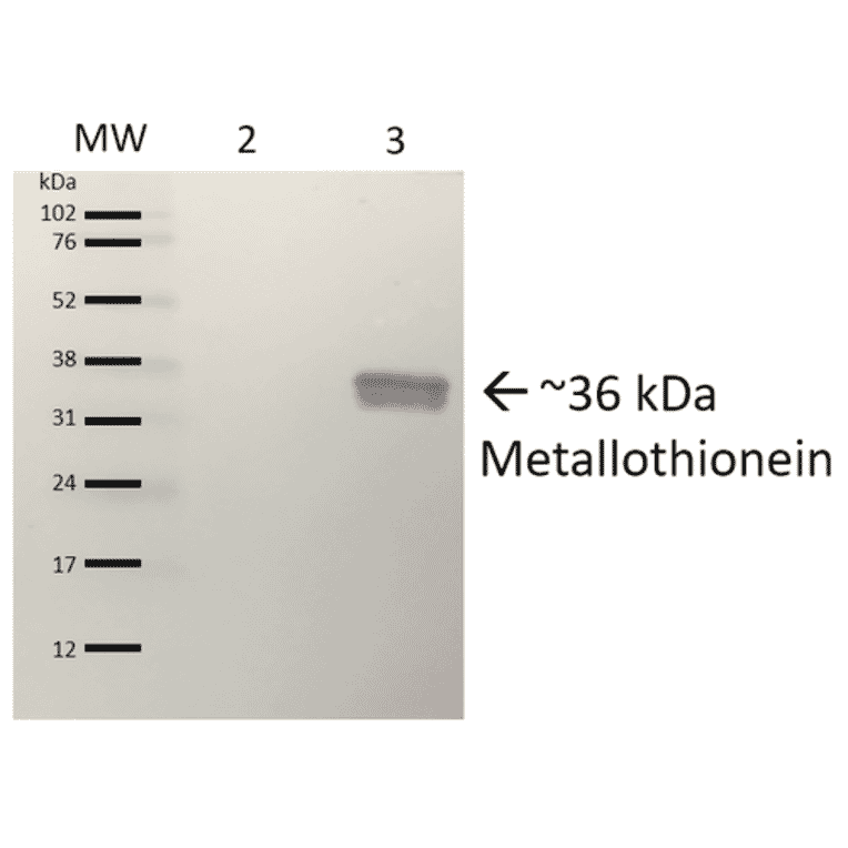 Western Blot - Anti-Metallothionein Antibody (A305192) - Antibodies.com