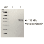 Western Blot - Anti-Metallothionein Antibody (A305192) - Antibodies.com