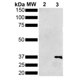 Western Blot - Anti-Metallothionein Antibody [1F5] (A305193) - Antibodies.com