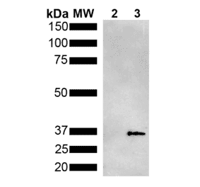 Western Blot - Anti-Metallothionein Antibody [2B5] (A305194) - Antibodies.com