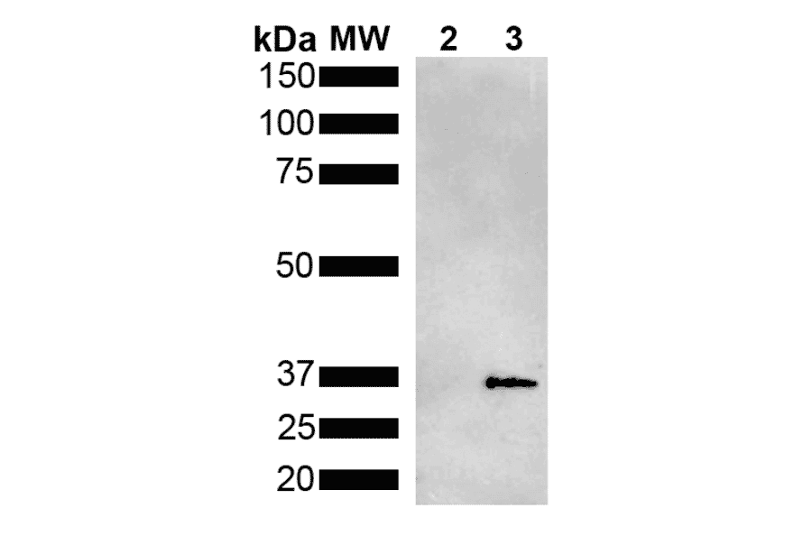 Western Blot - Anti-Metallothionein Antibody [2B5] (A305194) - Antibodies.com