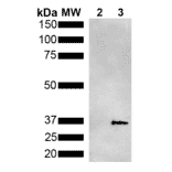 Western Blot - Anti-Metallothionein Antibody [2B5] (A305194) - Antibodies.com